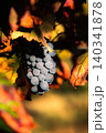Ripe red wine grapes on the vine at sunrise in a Sicilian vineyard in autumn 140341878