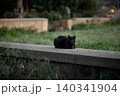 Black cat resting on a stone wall at dusk in Sicily, Italy 140341904