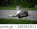 Gray and white domestic cat resting on decorative stone paving in a garden 140341911