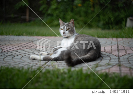 Gray and white domestic cat resting on decorative stone paving in a garden 140341911