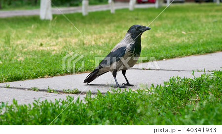 City grey crow pensively rests on pedestrian walkway City grey crow pensively rests on pedestrian walkway 140341933