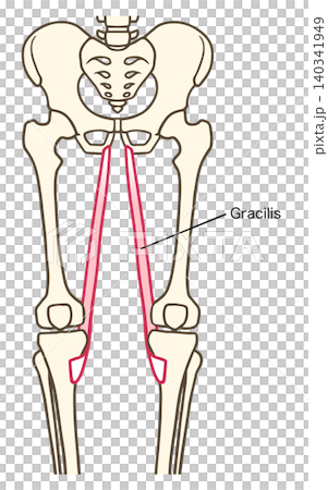 Labeled anatomical illustration of the gracilis muscle in the human leg. Labeled anatomical illustration of the gracilis muscle in the human leg. 140341949