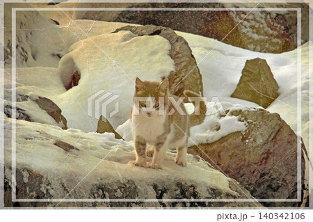 Independent cats of Istanbul roaming freely through the city s streets. 140342106