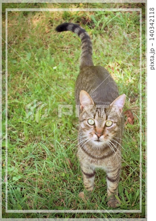 Independent cats of Istanbul roaming freely through the city s streets. Independent cats of Istanbul roaming freely through the city s streets. 140342118