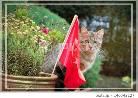 Independent cats of Istanbul roaming freely through the city s streets. 140342127