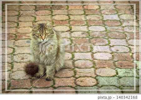 Independent cats of Istanbul roaming freely through the city s streets. Independent cats of Istanbul roaming freely through the city s streets. 140342168