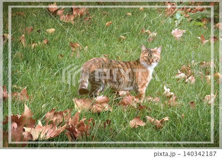 Independent cats of Istanbul roaming freely through the city s streets. Independent cats of Istanbul roaming freely through the city s streets. 140342187