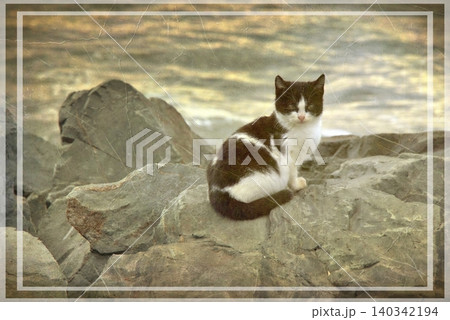 Independent cats of Istanbul roaming freely through the city s streets. Independent cats of Istanbul roaming freely through the city s streets. 140342194