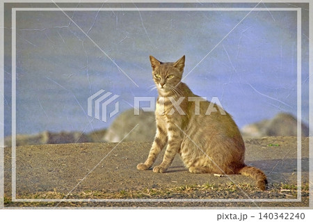 Independent cats of Istanbul roaming freely through the city s streets. 140342240