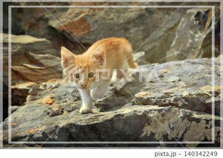 Independent cats of Istanbul roaming freely through the city s streets. 140342249