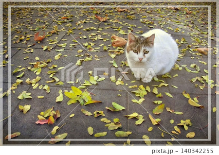 Independent cats of Istanbul roaming freely through the city s streets. Independent cats of Istanbul roaming freely through the city s streets. 140342255