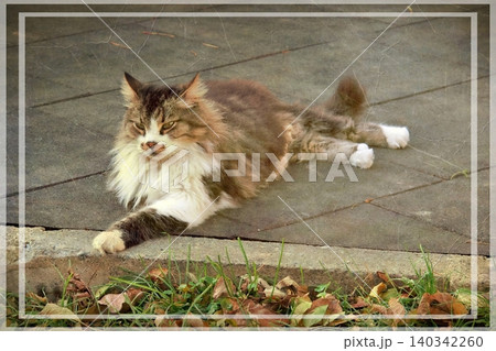 Independent cats of Istanbul roaming freely through the city s streets. Independent cats of Istanbul roaming freely through the city s streets. 140342260