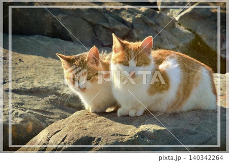 Independent cats of Istanbul roaming freely through the city s streets. 140342264
