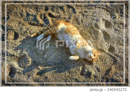 Independent cats of Istanbul roaming freely through the city s streets. 140342272