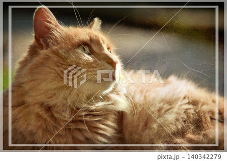 Independent cats of Istanbul roaming freely through the city s streets. 140342279