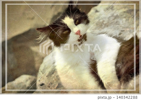 Independent cats of Istanbul roaming freely through the city s streets. Independent cats of Istanbul roaming freely through the city s streets. 140342288