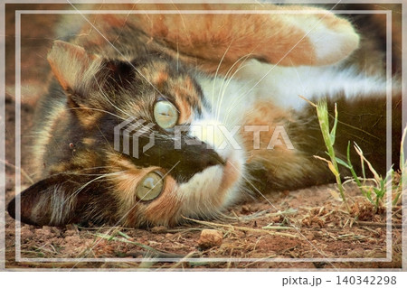 Independent cats of Istanbul roaming freely through the city s streets. 140342298