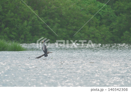 川の流木にとまって口を開けているカワウ 川の流木にとまって口を開けているカワウ 140342308
