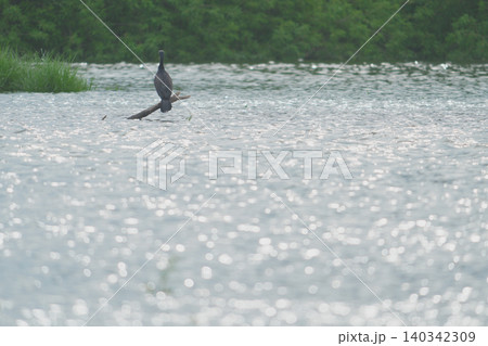 川の流木にとまるカワウ 川の流木にとまるカワウ 140342309