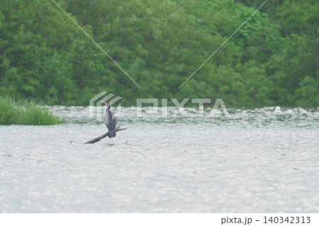 川の流木にとまるカワウ 川の流木にとまるカワウ 140342313