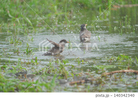 水浴びするムクドリ 水浴びするムクドリ 140342340