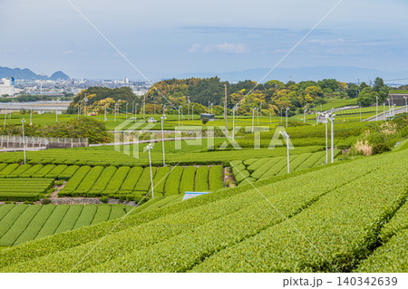 島田市の街並みと茶畑の風景(静岡県) 島田市の街並みと茶畑の風景(静岡県) 140342639