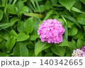 紫陽花 ピンク 梅雨 初夏 6月 【神奈川県 藤沢市】 140342665