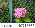紫陽花 ピンク 梅雨 初夏 6月 【神奈川県 藤沢市】 140342667