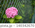 紫陽花 ピンク 梅雨 初夏 6月 【神奈川県 藤沢市】 140342670