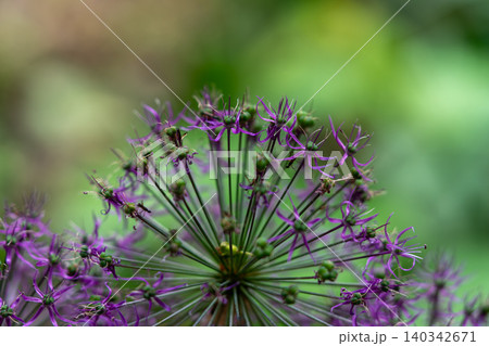 Purple Allium Flower Macro Close-Up Bloom In Garden With Radial Star-Shaped Petals And Green Pods Purple Allium Flower Macro Close-Up Bloom In Garden With Radial Star-Shaped Petals And Green Pods 140342671