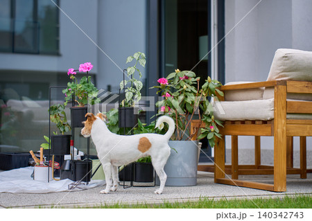 Jack Russell dog on terrace with potted plants Jack Russell dog on terrace with potted plants 140342743