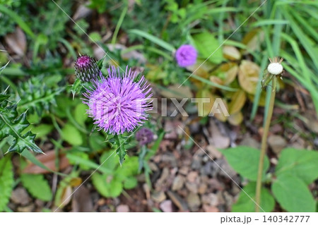 美しい紫色の野アザミの花 140342777