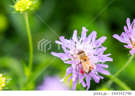 赤い花粉団子を足に付け薄紫色の花の蜜を集めるミツバチのいる風景 140342796