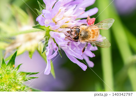 顔を花粉だらけにしながら薄紫色の花の蜜を集めるミツバチ 顔を花粉だらけにしながら薄紫色の花の蜜を集めるミツバチ 140342797