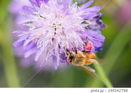 赤い花粉団子を足に付け薄紫色の花の蜜を集めるセイヨウミツバチ 赤い花粉団子を足に付け薄紫色の花の蜜を集めるセイヨウミツバチ 140342798
