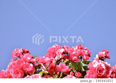 春の青空にピンクの薔薇 春の青空にピンクの薔薇 140342851