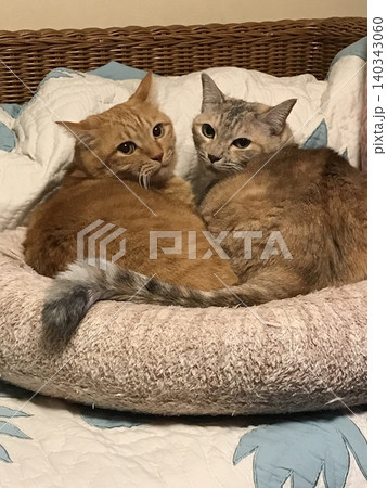寄り添いながら見つめる二匹の猫 寄り添いながら見つめる二匹の猫 140343060