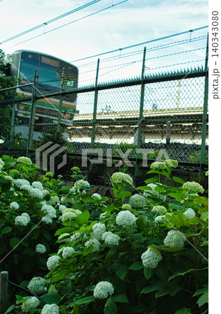 電車と紫陽花 電車と紫陽花 140343080