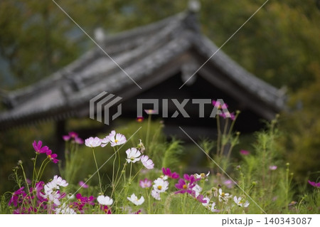 秋の花と飛鳥寺 秋の花と飛鳥寺 140343087