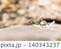 卵嚢を抱くコモリグモの接写 140343237