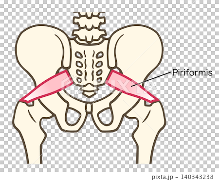 Labeled anatomical illustration of the piriformis muscle in the human pelvis. Labeled anatomical illustration of the piriformis muscle in the human pelvis. 140343238