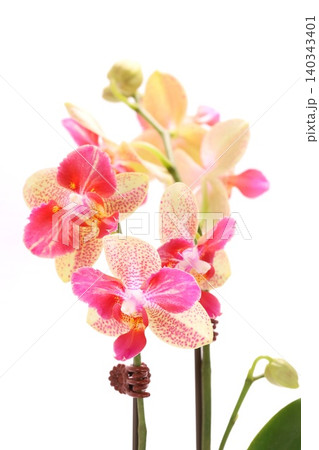 ミニ胡蝶蘭 ピンクと肌色の花 スポット 明るい背景 ミニ胡蝶蘭 ピンクと肌色の花 スポット 明るい背景 140343401