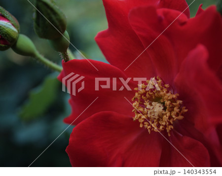 5月に咲いた赤く美しいバラの花「サラバンド」 5月に咲いた赤く美しいバラの花「サラバンド」 140343554