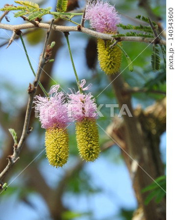ホタルノキの花 ホタルノキの花 140343600