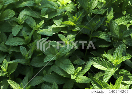 Fresh green mint plants in growth at field. Fresh green mint plants in growth at field. 140344265