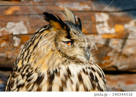 beautiful owl with yellow eyes and beak beautiful owl with yellow eyes and beak 140344316