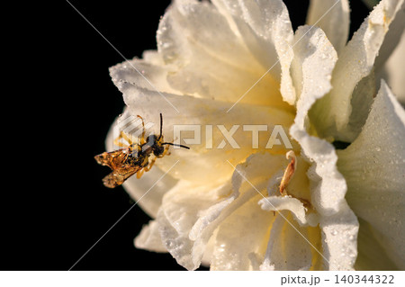 beautiful summer terry daffodils with bee beautiful summer terry daffodils with bee 140344322