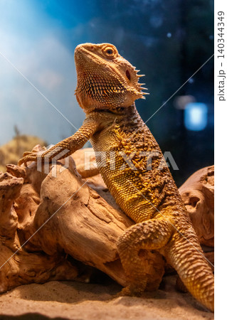 Beautiful Lizard Bearded Agama, Pogona vitticeps 140344349
