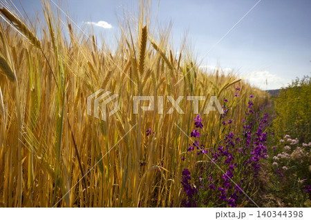 ripe wheats and purple flowers ripe wheats and purple flowers 140344398