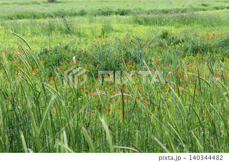 Various flowers and plants in nature in spring. Biodiversity. Various flowers and plants in nature in spring. Biodiversity. 140344482